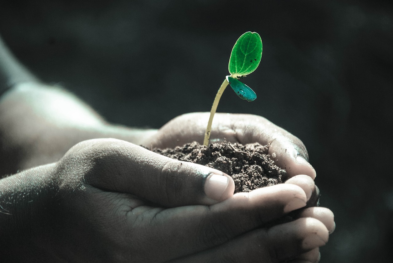 Vide-greniers et bourse aux  plantes